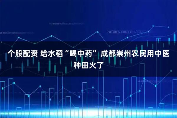 个股配资 给水稻“喝中药” 成都崇州农民用中医种田火了
